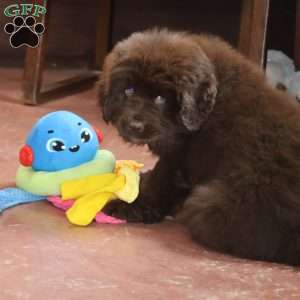 Rollie, Newfoundland Puppy